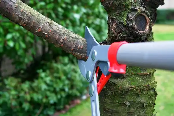 tree services Castroville